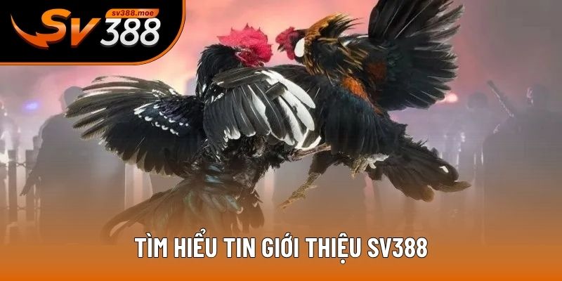 Tìm hiểu tin giới thiệu SV388