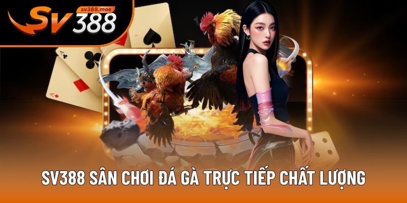 SV388 sân chơi đá gà trực tiếp chất lượng SV388 sân chơi đá gà trực tiếp chất lượng